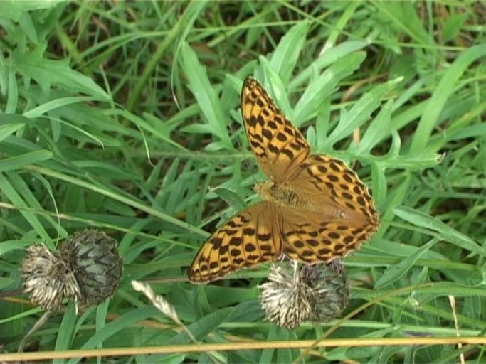 Kaisermantel ( Argynnis paphia ), Weibchen : Nettersheim/Urfttal, Eifel, 06.08.2006 